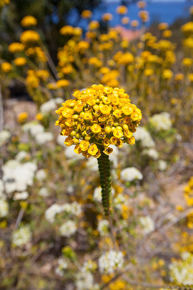 High Angle View Of A Yellow Wildflowers In Margaret River, Western Australia