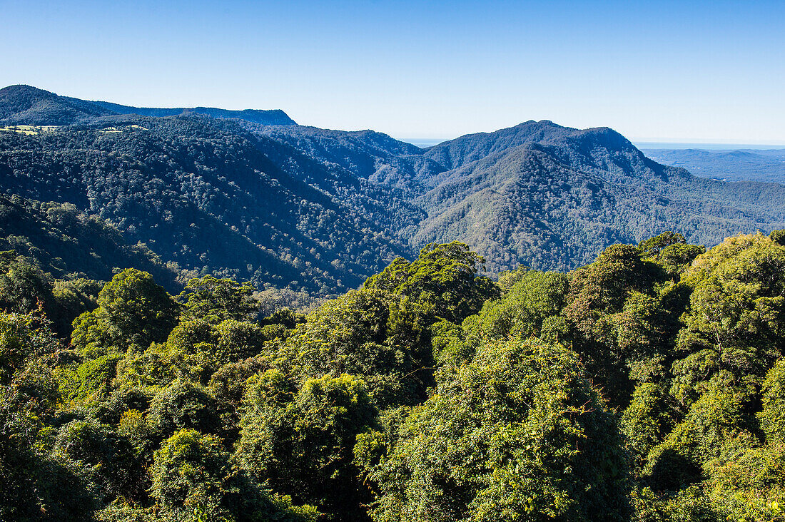 Dorrigo National Park, UNESCO World Heritage Site, New South Wales, Australia, Pacific