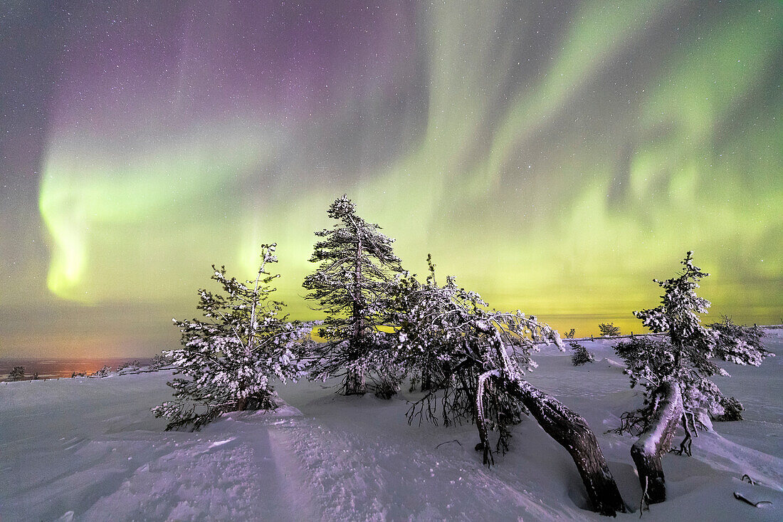 Northern Lights (Aurora Borealis) and starry sky on the snowy landscape and the frozen trees, Levi, Sirkka, Kittila, Lapland region, Finland, Europe