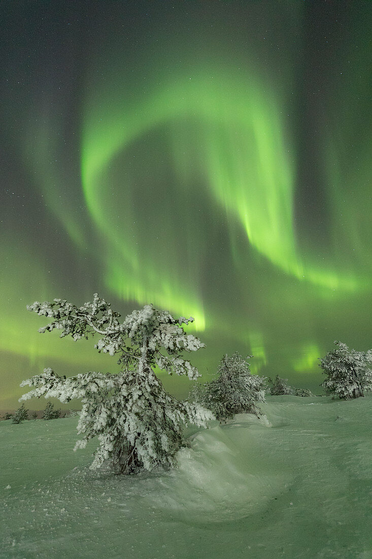 Northern Lights (Aurora Borealis) on the frozen tree in the snowy woods, Levi, Sirkka, Kittila, Lapland region, Finland, Europe