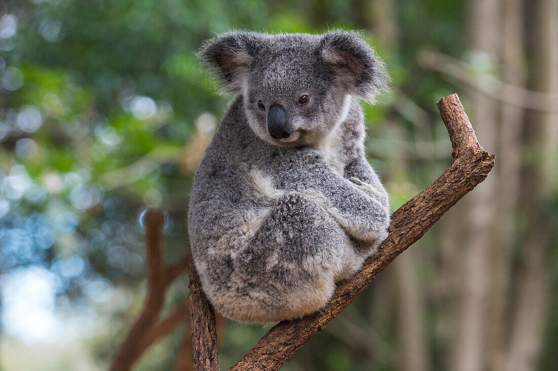 Koala (Phascolarctos cinereus), Lone Pine Sanctuary, Brisbane, Queensland, Australia, Pacific