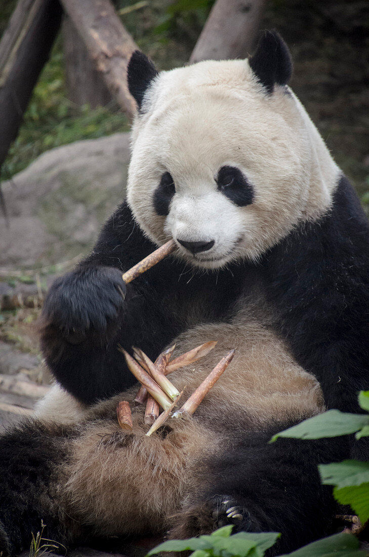 Chengdu Research Base of Giant Panda Breeding, Chengdu, Sichuan Province, China, Asia