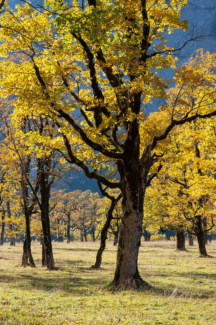 Großer Ahornboden, Bergahorn, Acer pseudoplatanus, Herbstfärbung in der Eng, Österreich, Europa