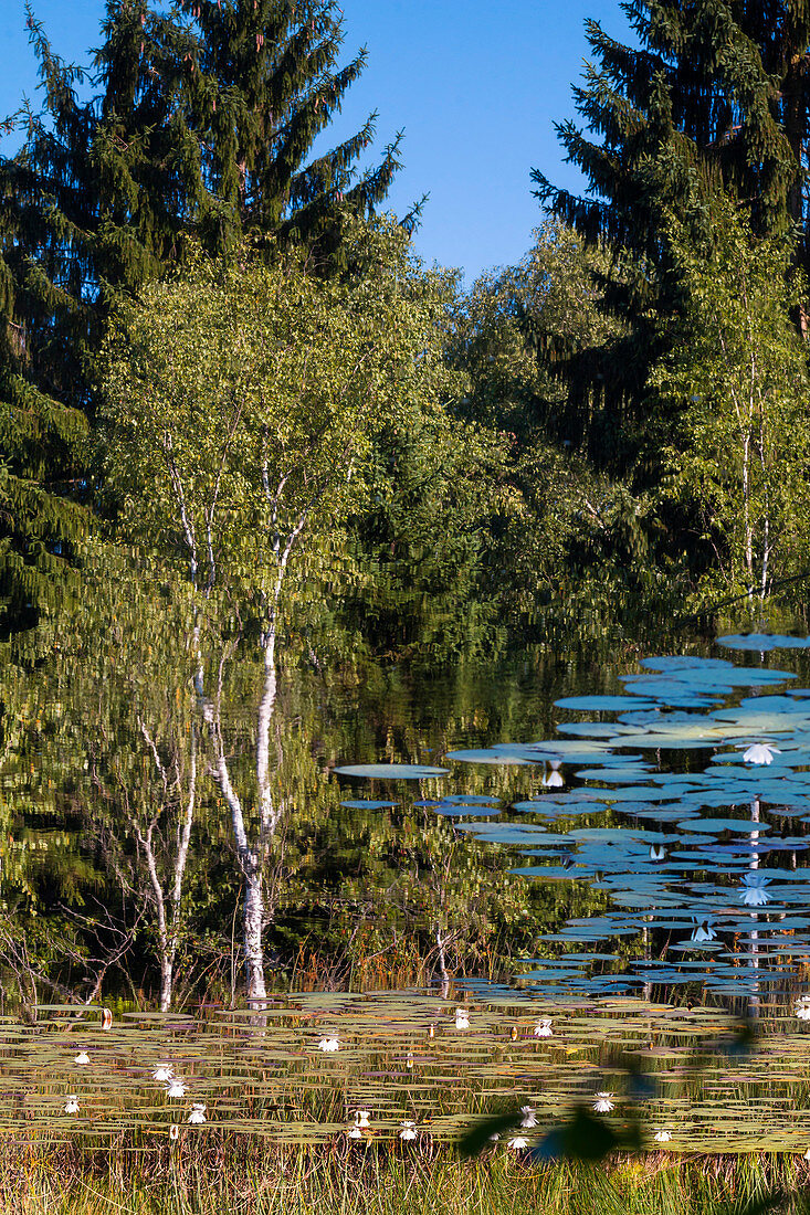 Bäume spiegeln sich in Moorweiher mit Seerosen, Kochelseemoos, Oberbayern, Deutschland, Europa