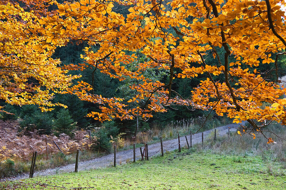 Rotbuche im Herbst, Fagus sylvatica, Weg, Deutschland, Europa