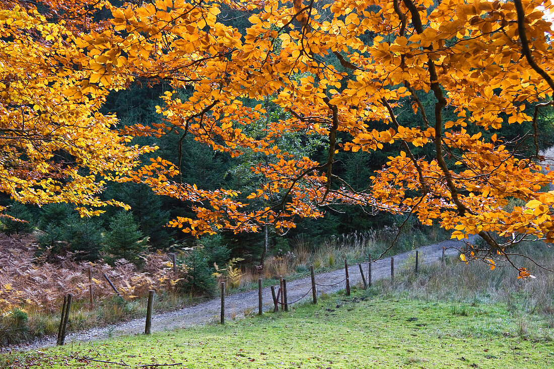 beech in autumn, Fagus sylvatica, trail, Germany, Europe