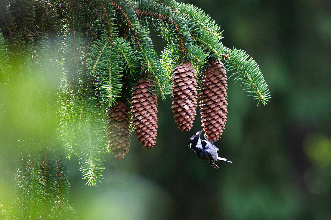 Spruce cones with Coal Tit, Picea abies, Parus ater, Germany, Europe