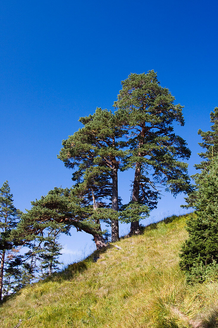 Kiefer in den Bergen, Föhre, Pinus sylvestris, Oberbayern, Deutschland