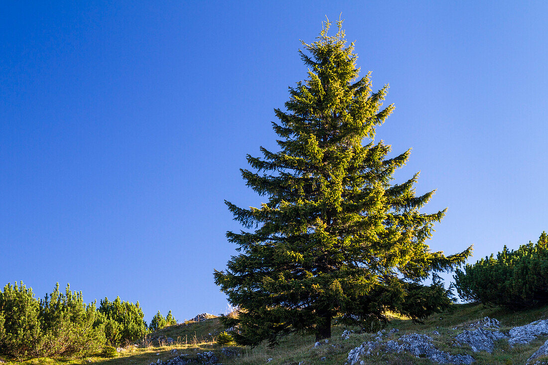 Spruce, Picea abies, Bavaria, Germany, Europe