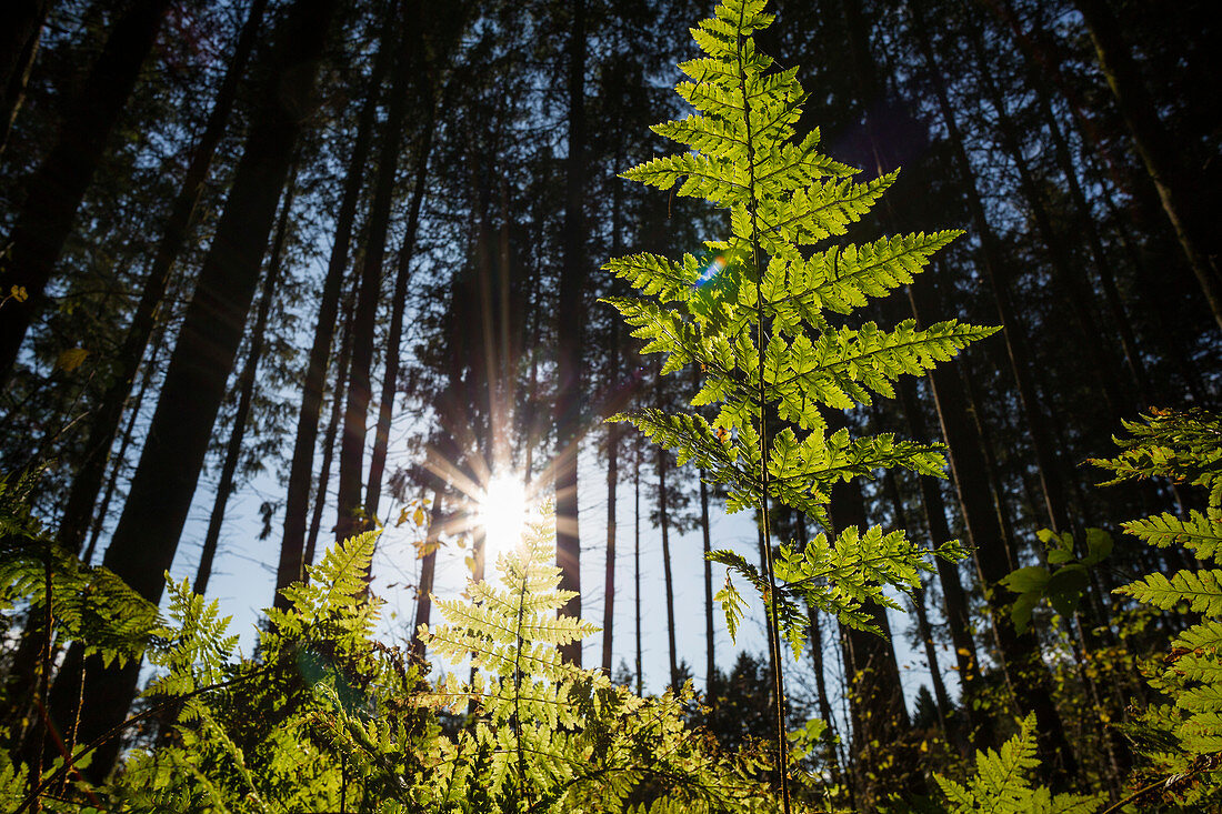 fern leaf in Spruce Forest, Upper Bavaria, Germany