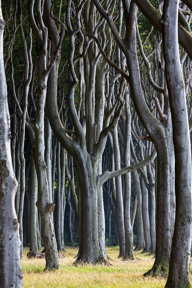 Beech Forest, Fagus sylvatica, Nienhagen, Mecklenburg-Vorpommern, Germany, Europe