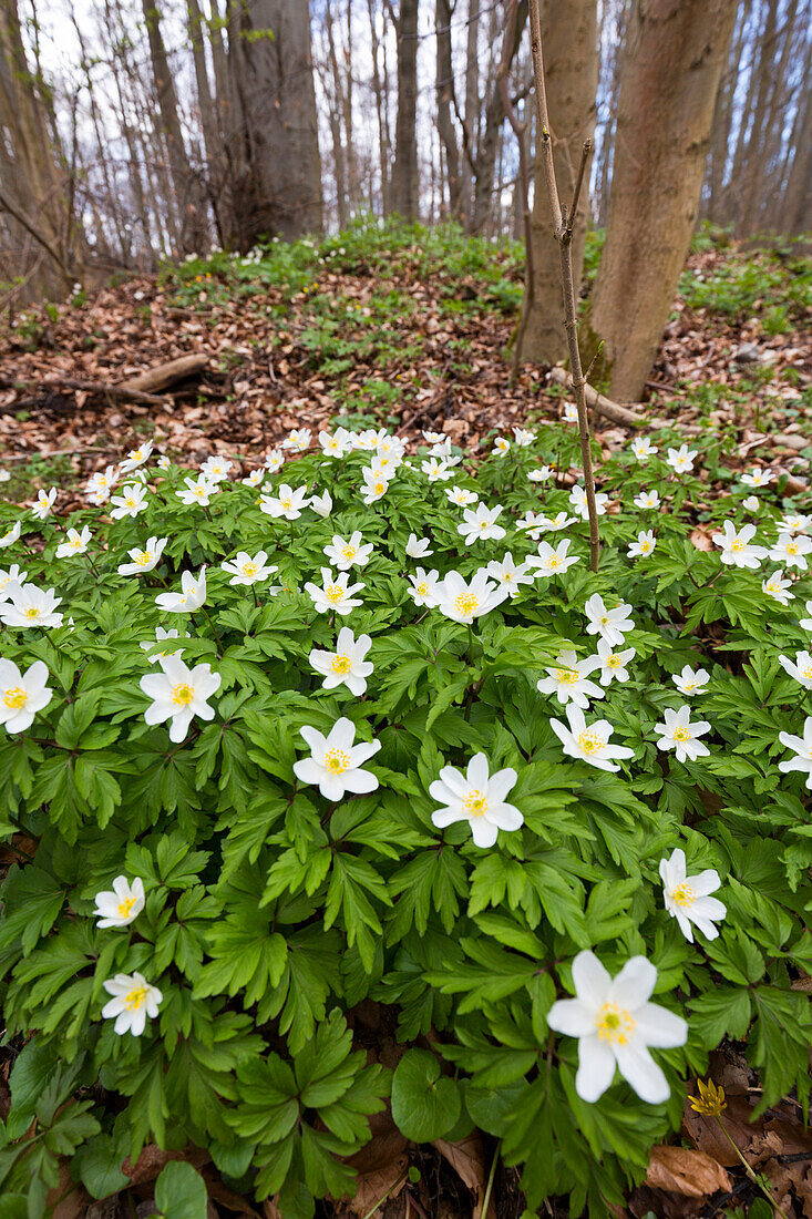 Wood anemone in beech forest in spring, Anemone nemorosa, Hainich National Park, Thuringia, Germany, Europe