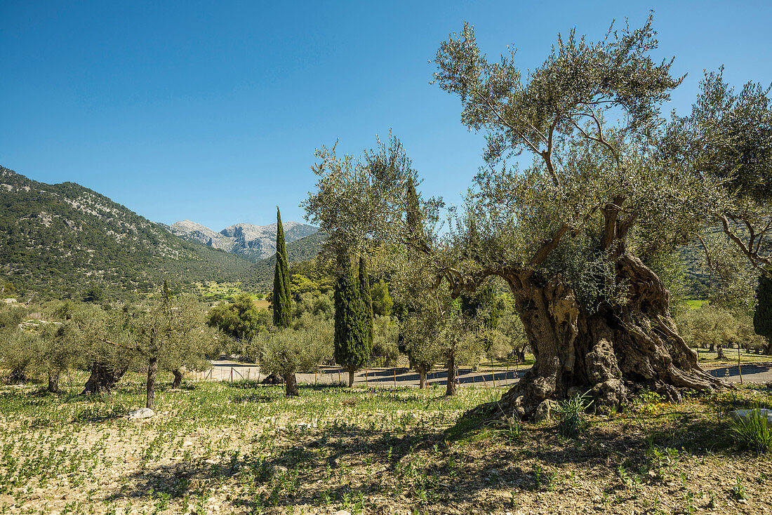 olive trees, village of Orient in Serra de Tramuntana, mountain range, Majorca, Mallorca, Balearic Islands, Spain