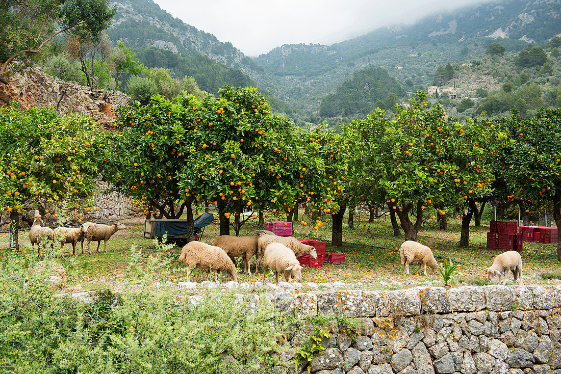 citrus plantation and sheep, Fornalutx, Serra de Tramuntana, Majorca, Balearic Islands, Spain