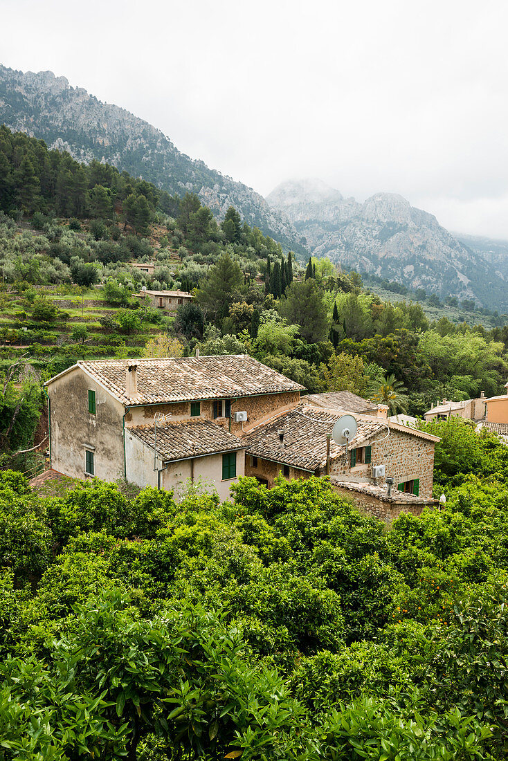 Bergdorf mit Citrusplantagen, Fornalutx, Serra de Tramuntana, Mallorca, Balearen, Spanien