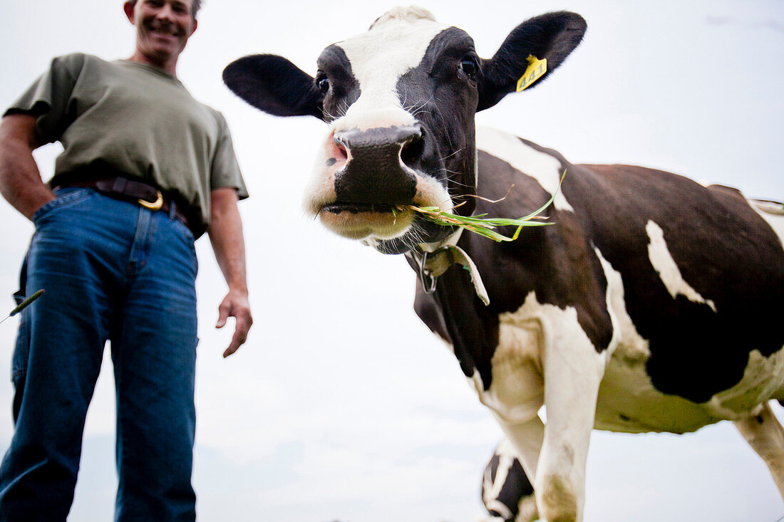 Mike, a dairy farmer in Addison County, Vermont, with his cows used to produce organic milk.