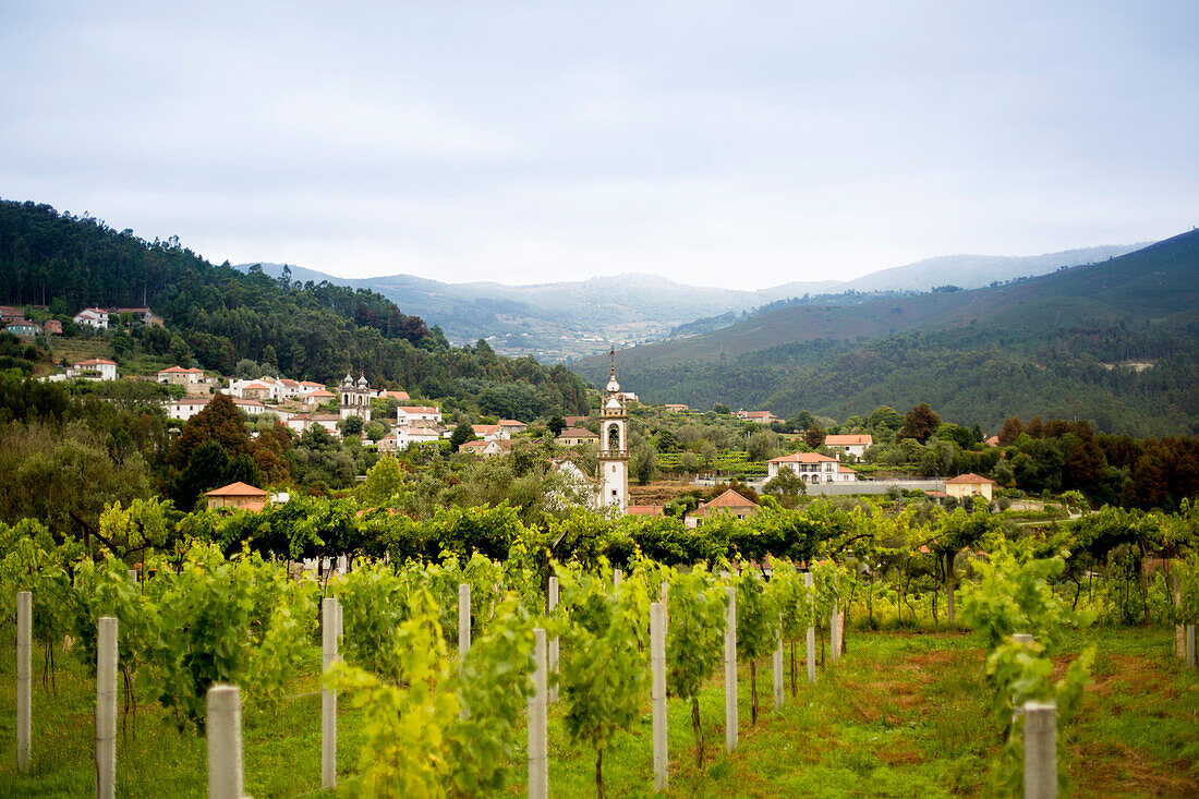 Vineyards and fields surround the area of Revolta on the Camino Portugues in Portugal.