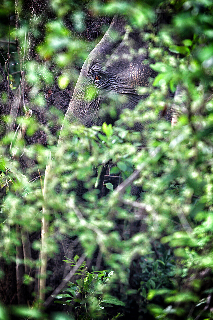 A Bull elephant in Yala national park.