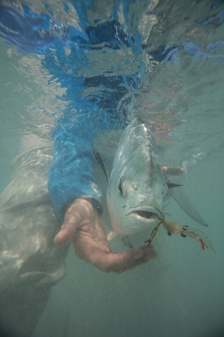 Releasing a permit underwater on a windy day. Cayo Cruz, Cuba.