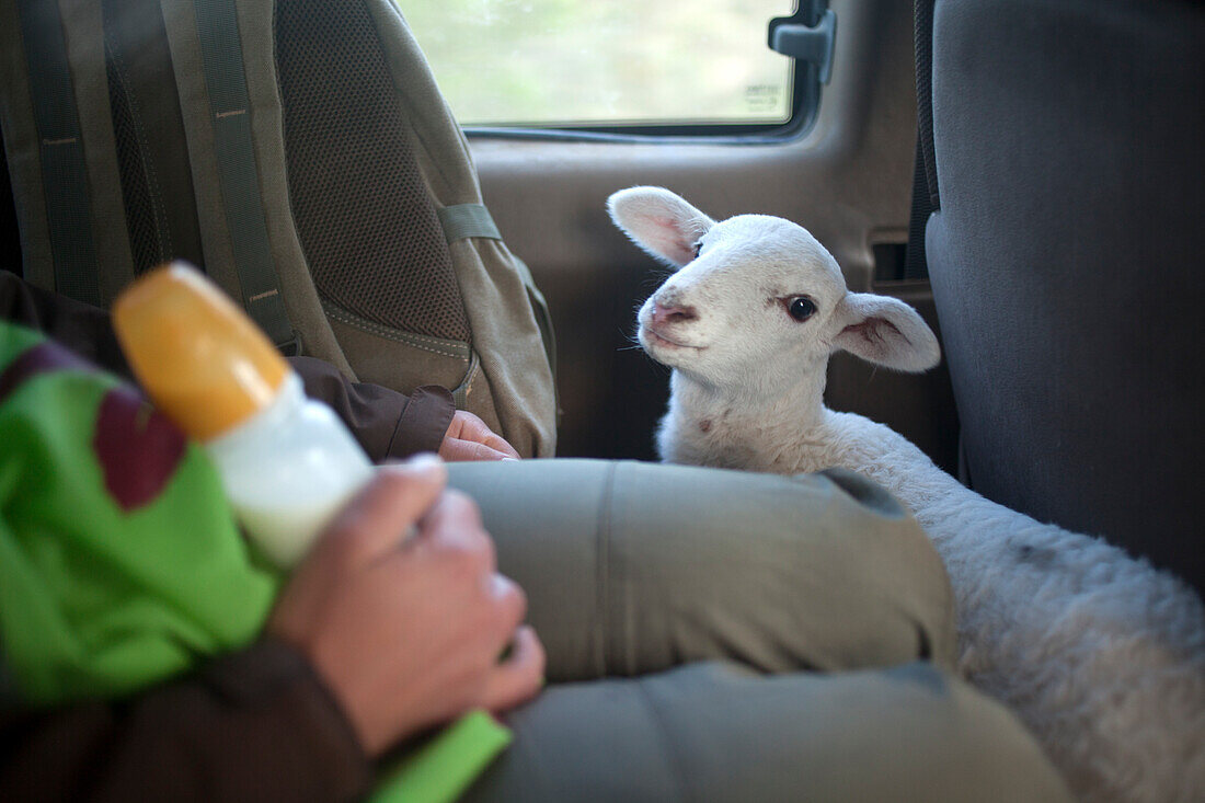 White Lamb In Truck In Prado Del Rey, Sierra De Cadiz, Andalusia, Spain