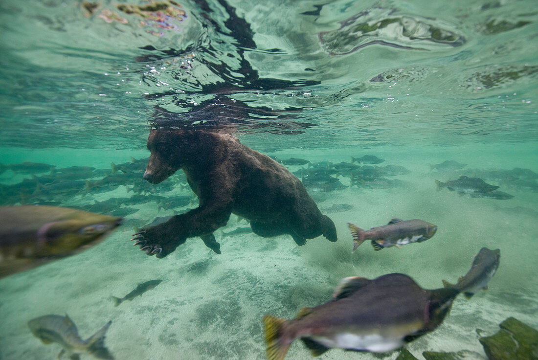 USA, Alaska, Katmai National Park, Underwater view of Grizzly Bear (Ursus arctos) swimming after spawning salmon in Kuliak Bay on summer evening