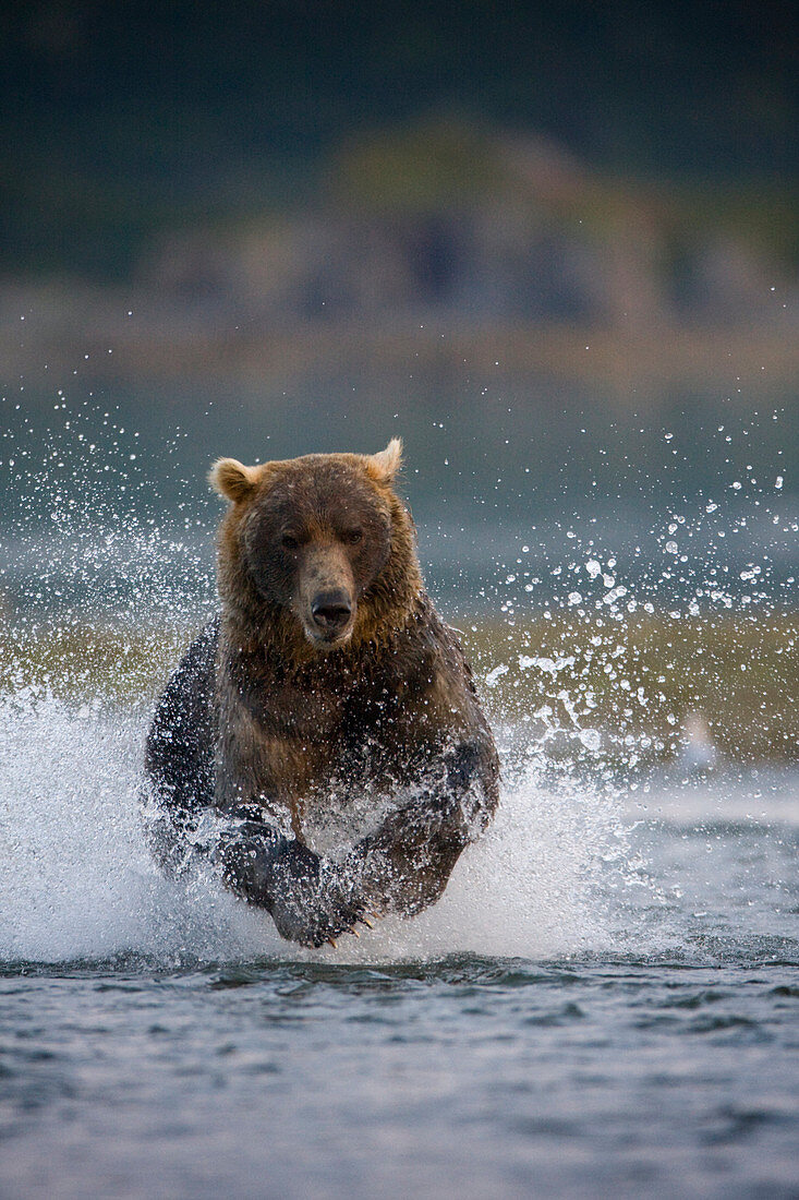 USA, Alaska, Katmai National Park, Kukak Bay, Brown Bear (Ursus arctos) chases spawning salmon in small stream at dusk on late summer evening