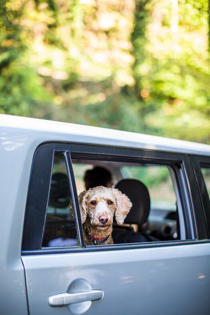 A dog looks out the window of a car.