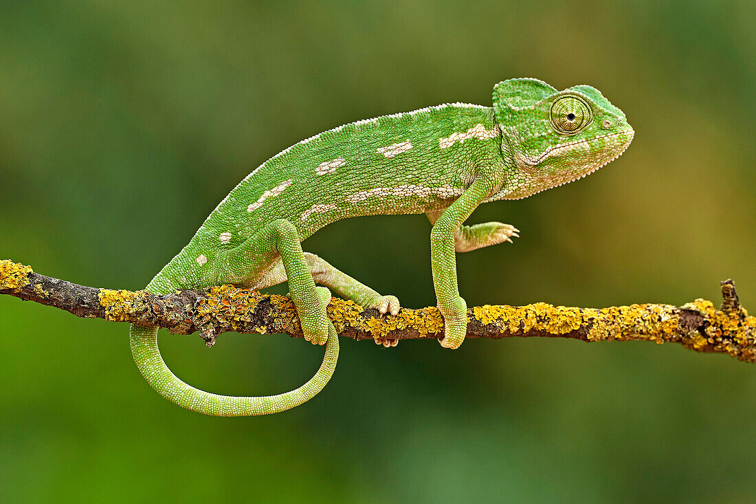 Europäische Chamaleon (Chamaeleo Chamaeleon) auf einem Ast. Benalmadena, Provinz Malaga, Andalusien, Spanien.