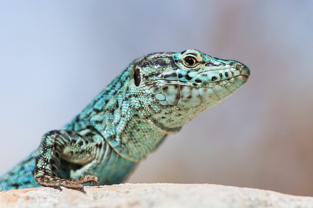 Lizard (Podarcis pityusensis) Formentera, Balearic islands, Spain