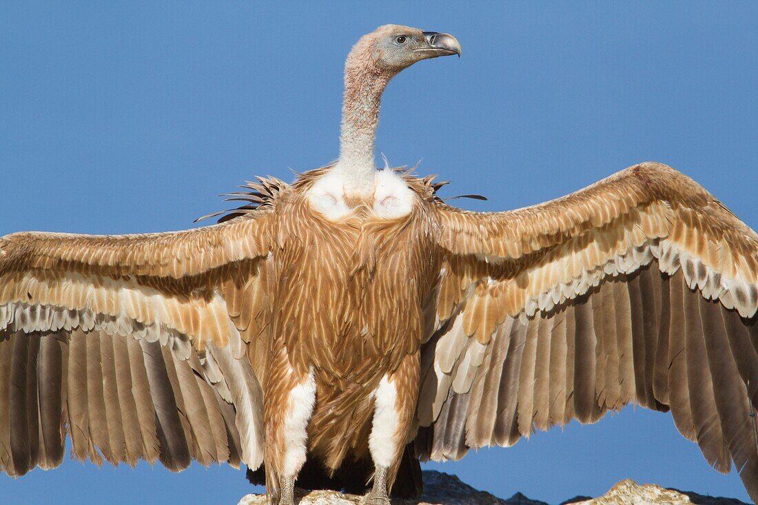 Griffon vulture (Gyps fulvus) with wings open at Serra de Tramuntana, Majorca, Balearic Islands, Spain