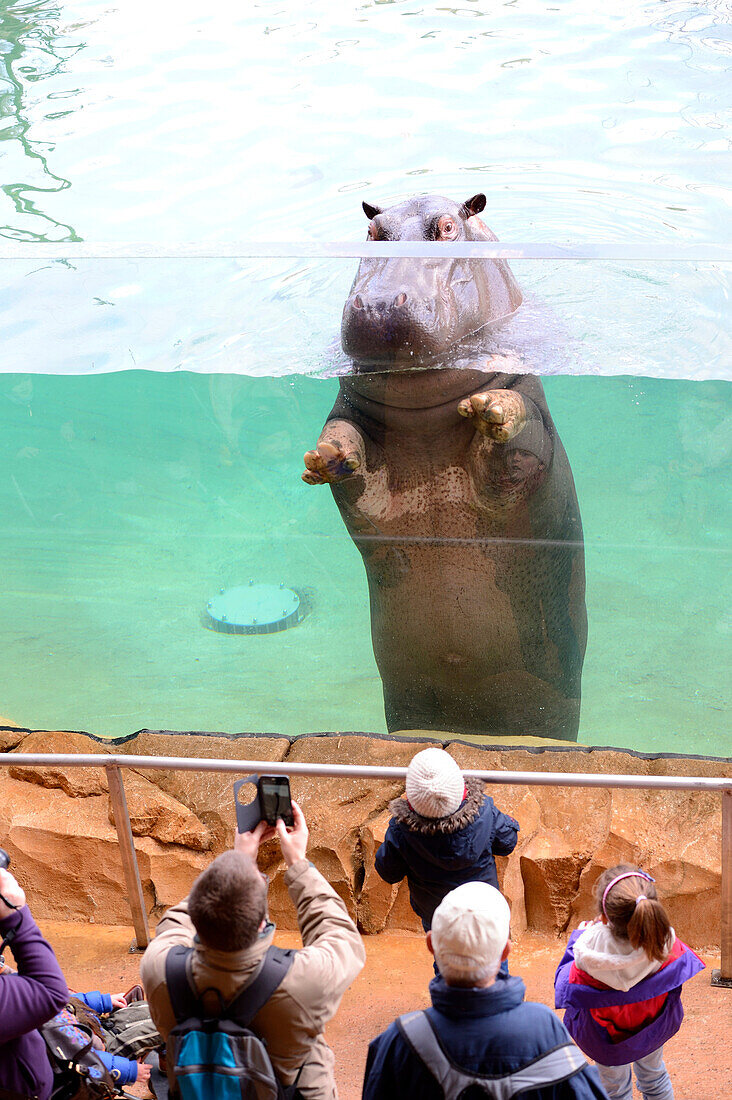 Besucher betrachten ein Nilpferd durch ein Fenster (Hippopotamus amphibius) Zoo Parc de Beauval, Frankreich.