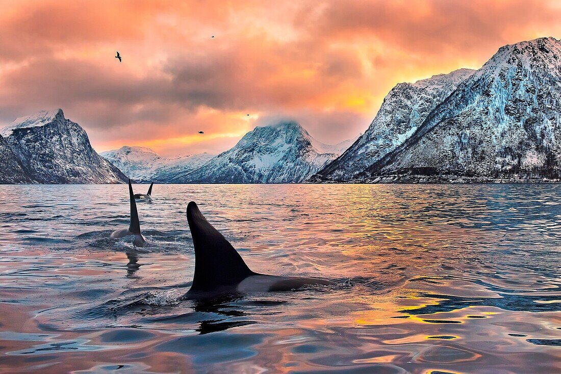 Mefjordvær, Senja, Norway