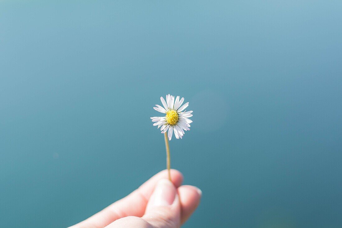 A flower in the middle of the sea