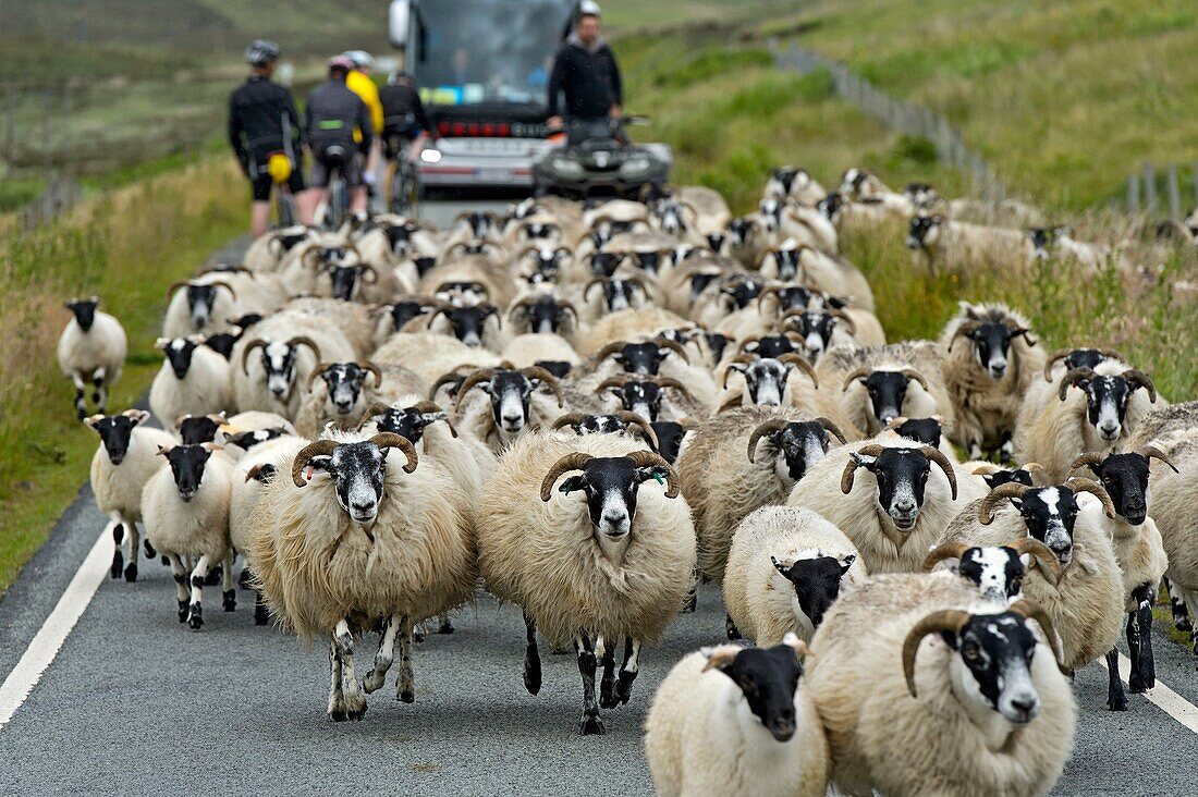 A flock Scottish Blackface sheep disrupting traffic on a narrow country road, Isle of Skye, Scotland, Great Britain