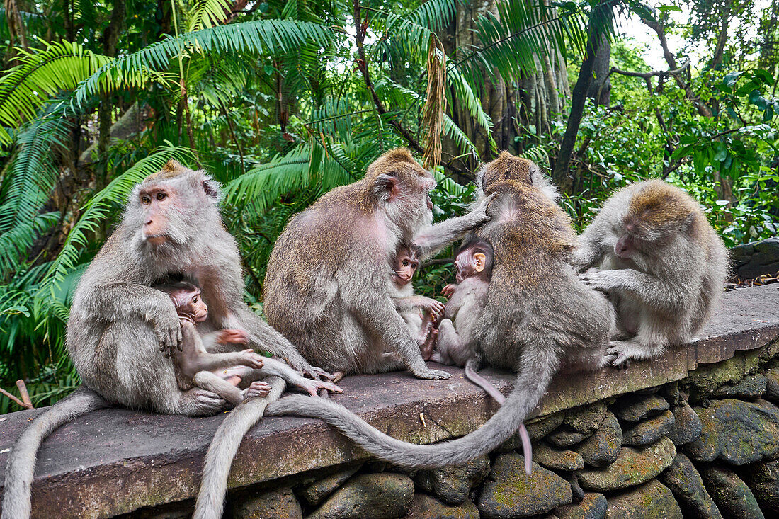 Group of macaques at Secred Monkey Forest Sanctuary, Bali Island.