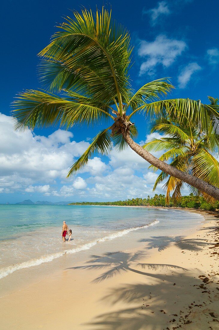 France Martinique island, Sainte Anne, plage de Grande Anse des Salines