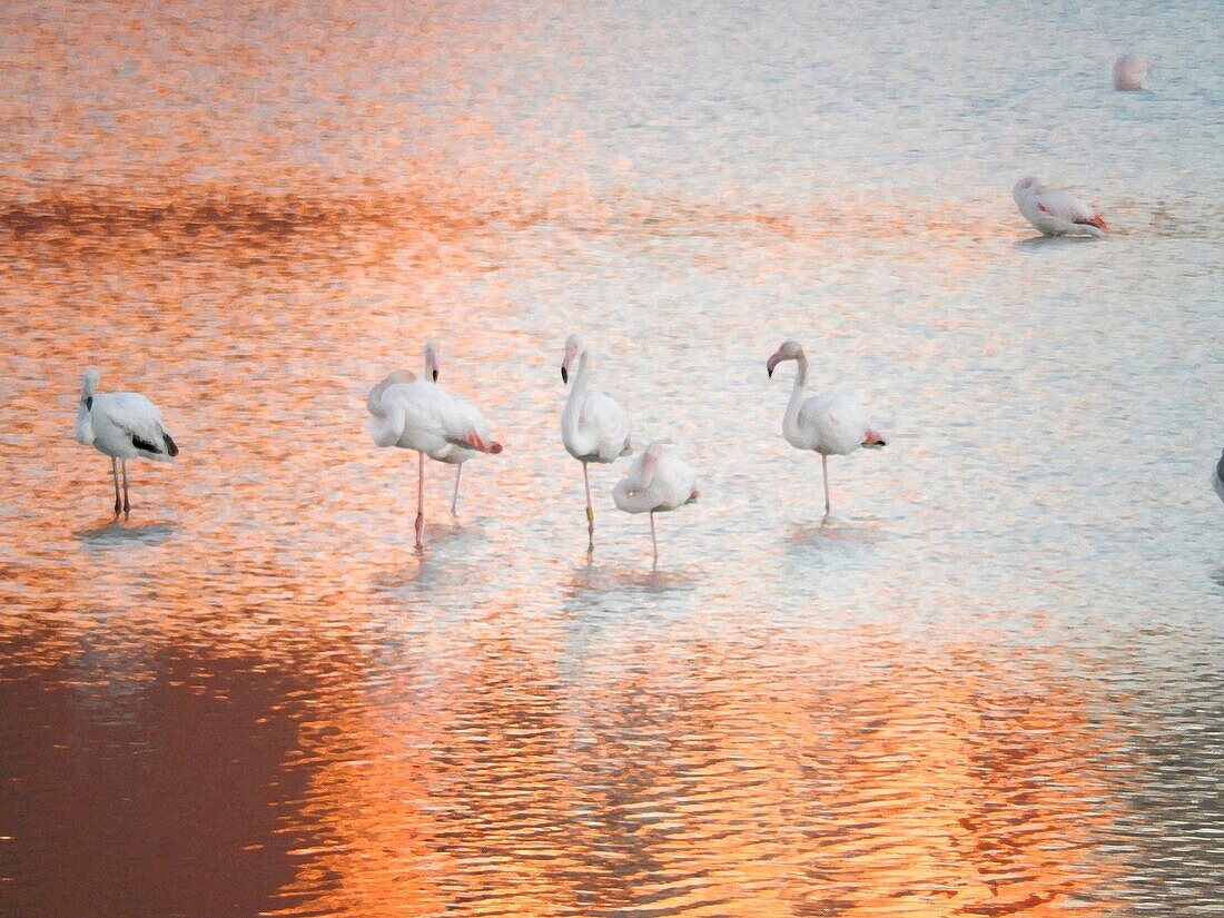Flamingos on the salt works Calpe Spain