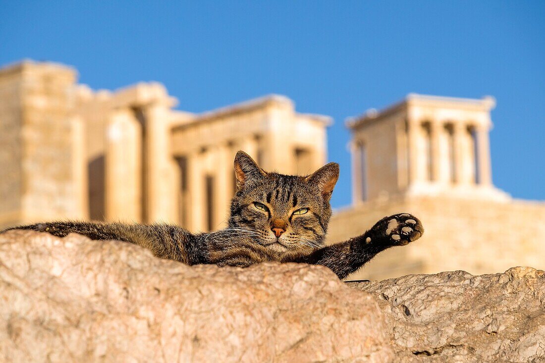 Die Katze auf dem Hügel vor der Akropolis in Athen, Griechenland