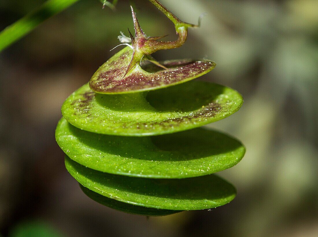 Medicago's helical fruit