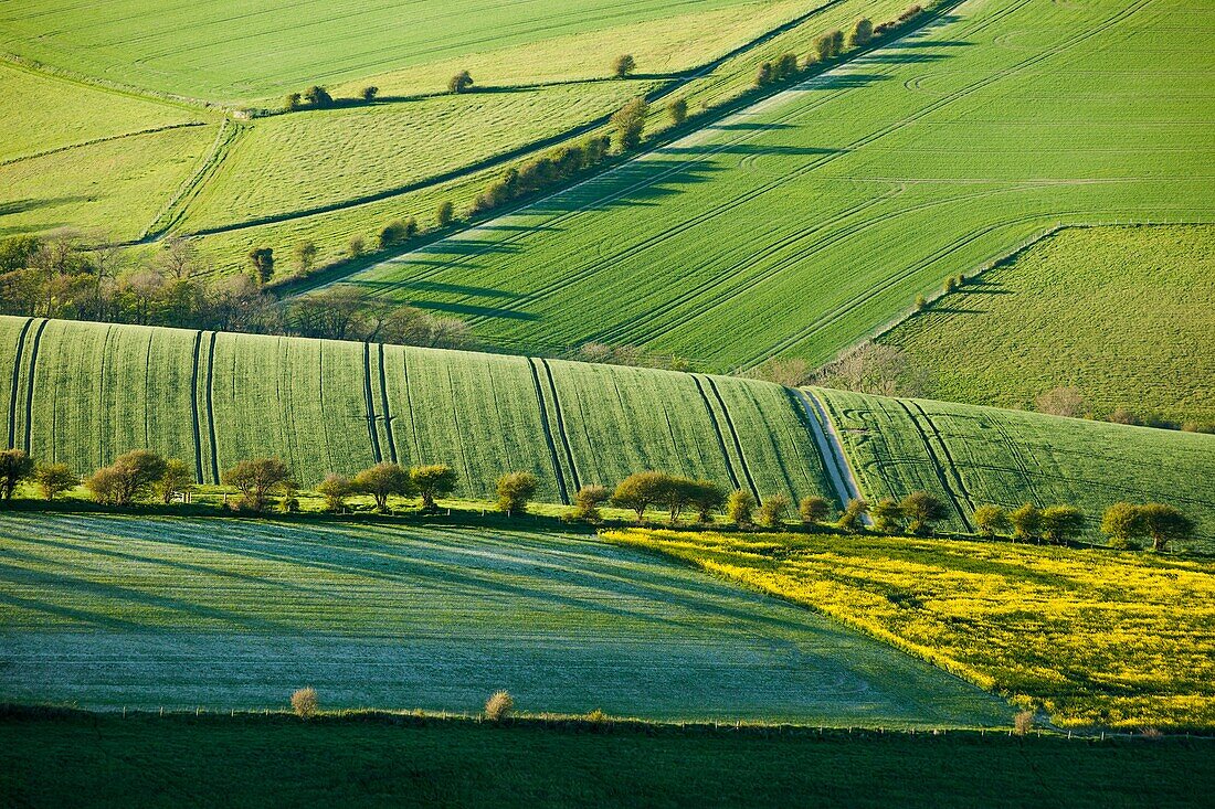 Spring evening on the South Downs near Brighton, East Sussex, England