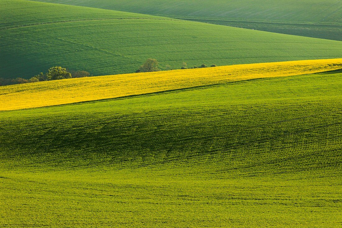 Spring morning on the South Downs near Brighton, East Sussex, England
