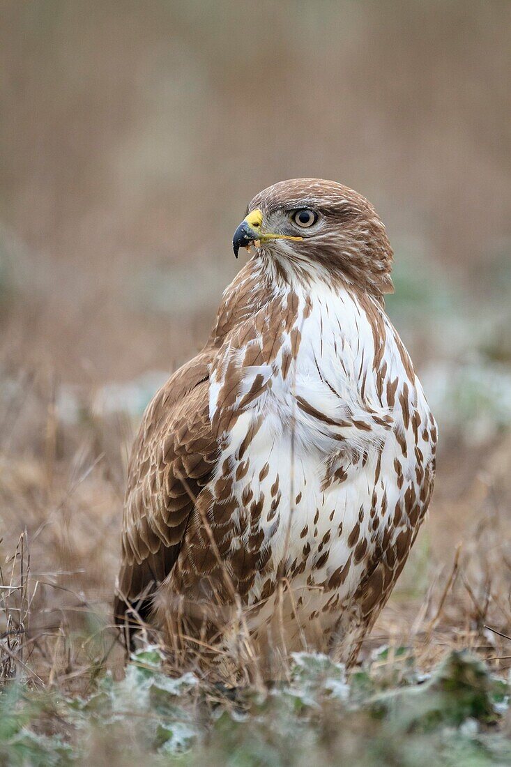 Eurasian Buzzard (Buteo buteo) perched on ground Ivars lake Lleida province Catalonia Spain