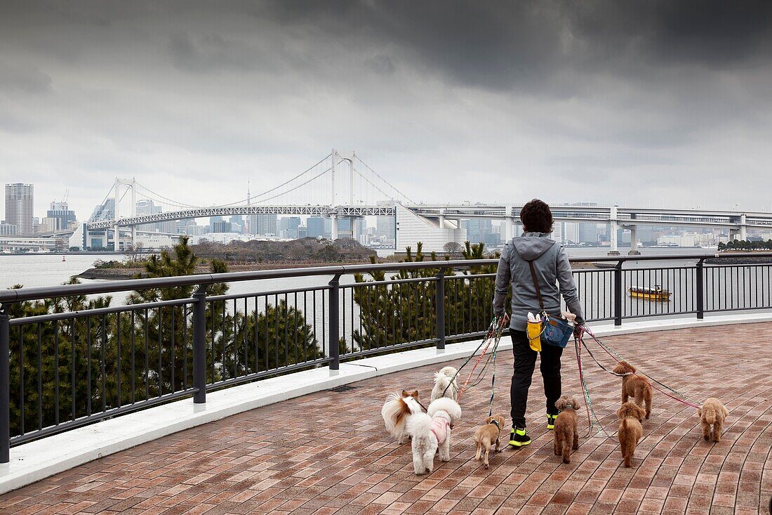Dog walker in Tokyo Bay at Rainbow Bridge Tokyo