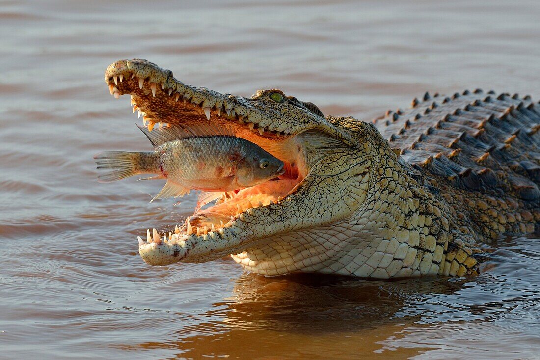 Nilkrokodil (Crocodylus niloticus), einen noch lebendigen Fisch, Sunset Dam, Krüger Nationalpark, Mpumalanga, Südafrika, Afrika.