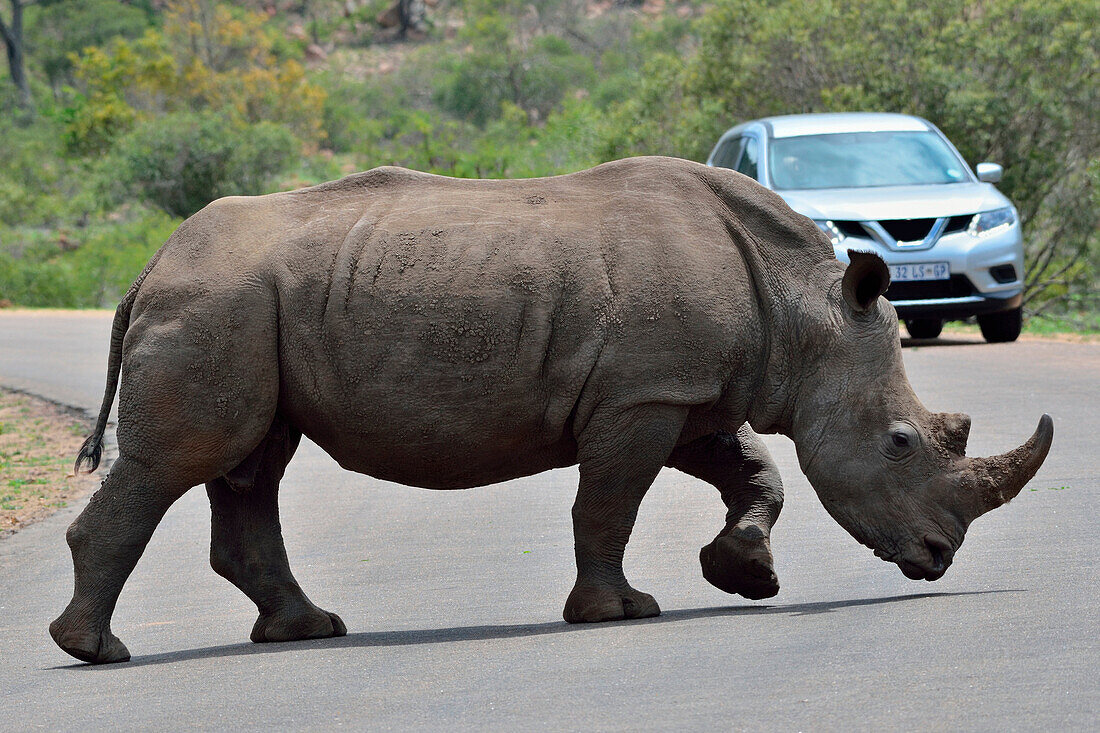Weißes Nashorn oder Quadrat-lippiges Nashorn (Ceratotherium simum), erwachsener Mann, der eine gepflasterte Straße, vor einem touristischen Fahrzeug, Kruger Nationalpark, Südafrika, Afrika kreuzt.