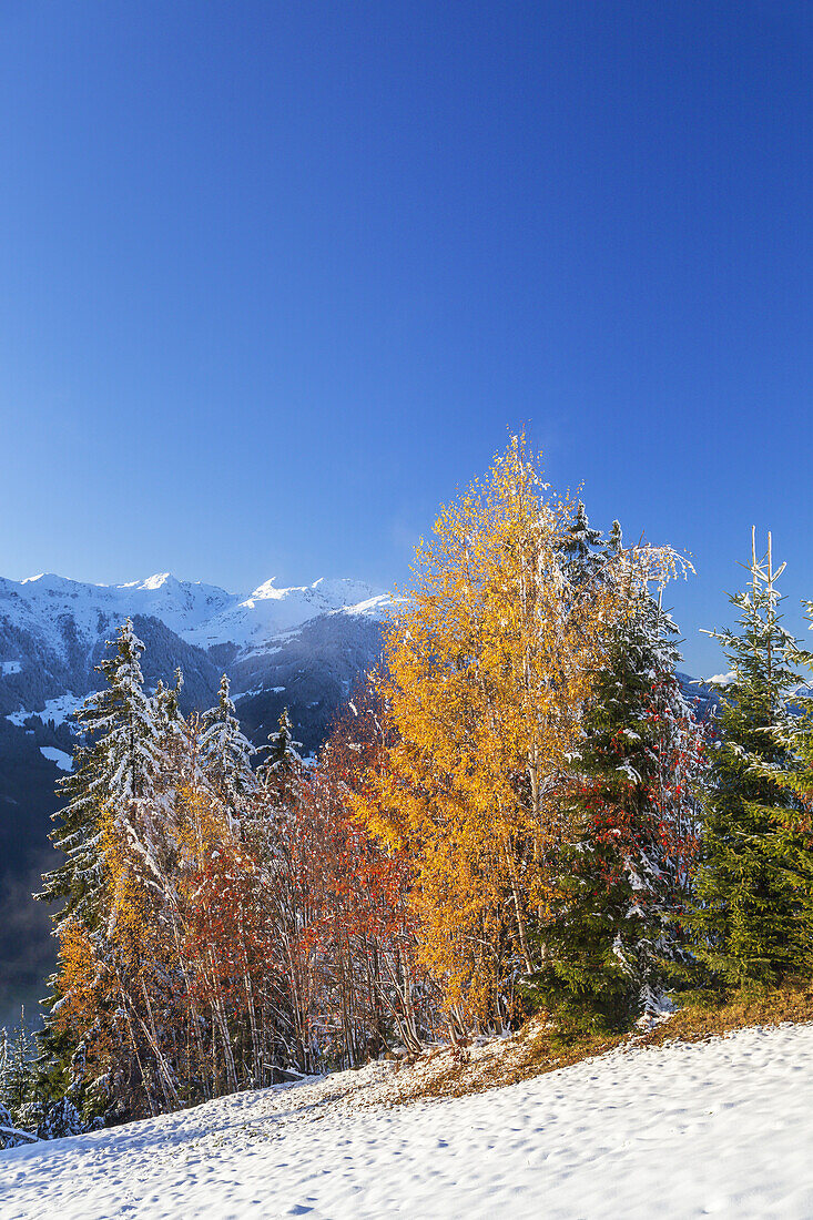 Bergwald in den Zillertaler Alpen mit Blick auf Marchkopf in den Tuxer Alpen, Ramsberg, Hippach, Zell am Ziller, Tirol, Österreich, Europa