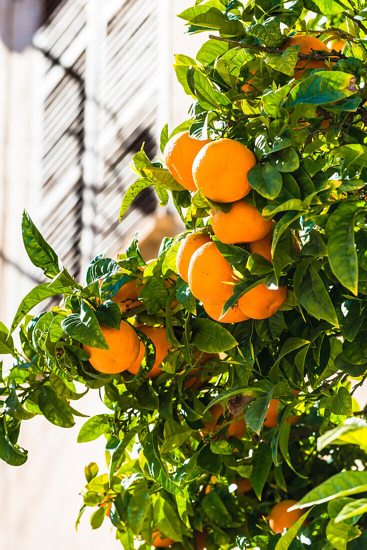 Ein Orangenbaum mit reifen Früchten in der Altstadt, Valldemossa, Mallorca, Spanien