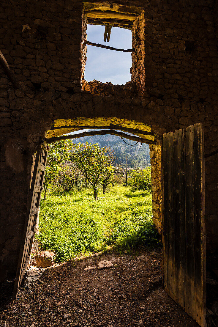 Blick aus einer Scheune auf Orangenbäume im Tramuntanagebirge, Fornalutx, Mallorca, Spanien