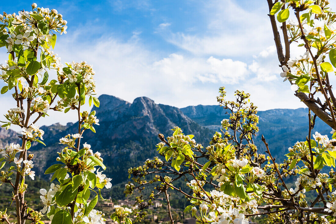 Bloom of trees in the Tramuntana Mountains, Fornalutx, Mallorca, Spain