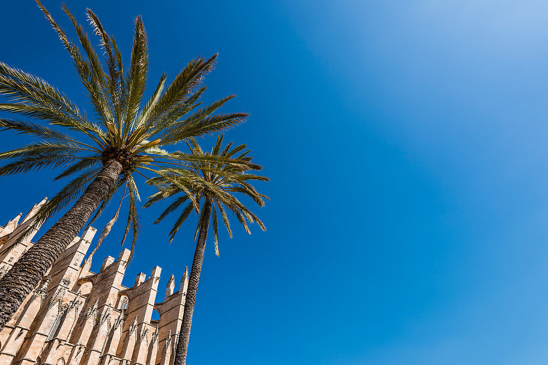 Die Kathedrale eingerahmt von Palmen, Palma de Mallorca, Mallorca, Spanien